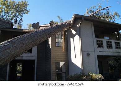 Fallen Tree House Damage 