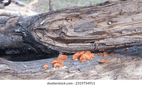 a fallen tree infested with mushrooms