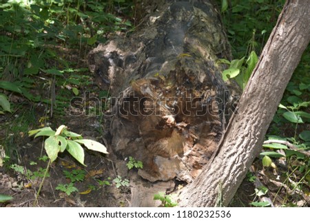 A fallen tree inside Wild Cat Den Muscatine Iowa.