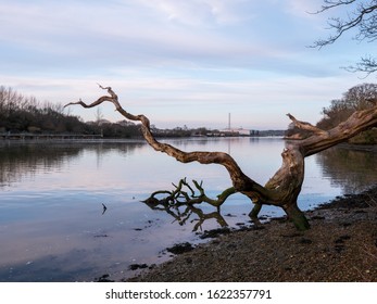 Fallen Tree In Isle Of Wight River Medina