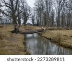Fallen tree lay across a stream 