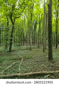 Упавшее дерево, ведущее в густой лес