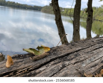 A fallen tree with a leaf, overlooking a calm lake in the background.