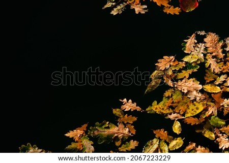 Goldene Krone Natur Herbst