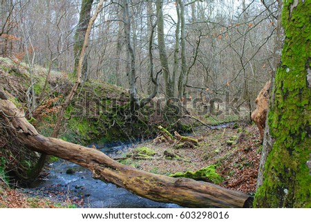 Fallen tree limb over the river at the House of Dun, Scotland.