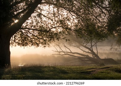 Fallen Tree Lit By The Misty Sunrise