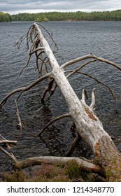 Fallen Tree In Loch An Eilein, Strathspey, Scotland