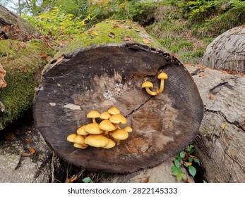 A close‑up of a fallen tree log with clusters of small yellow‑brown mushrooms growing on its cut surface. Moss, fallen leaves, and forest vegetation surround the log, creating an authentic woodland atmosphere that highlights natural decomposition and fungal growth. Ideal for nature themes, environmental concepts, forest ecology, and rustic outdoor designs.