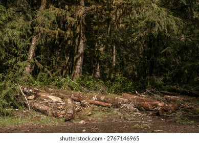 Fallen tree logs on forest floor in temperate rainforest of Olympic National Park, Washington State, USA. Moss-covered trunks and dense evergreen forest create natural woodland scene. Concept of forest ecology, natural decay, wilderness and forest environment in the Pacific Northwest.