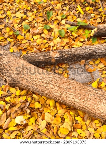 Fallen tree logs on a ground covered with golden yellow autumn leaves.