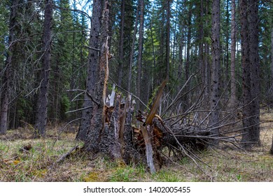 A Fallen Tree With Lots Of Texture, Among Strong Tall Trees 