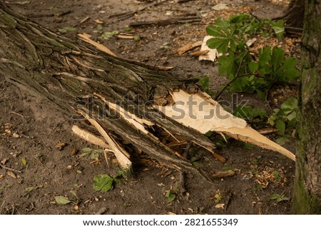 A fallen tree lying on a lawn in an urban park after strong wind. The trunk shows cracks, with partially broken branches spread across the grass, and green foliage covering the surrounding area. The exposed wood structure and scattered elements emphasize the aftermath of severe weather. Soft daylight, documentary style focusing on bark, grass, and foliage textures.