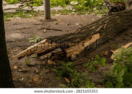 A fallen tree lying on a lawn in an urban park after strong wind. The trunk shows cracks, with partially broken branches spread across the grass, and green foliage covering the surrounding area. The exposed wood structure and scattered elements emphasize the aftermath of severe weather. Soft daylight, documentary style focusing on bark, grass, and foliage textures.