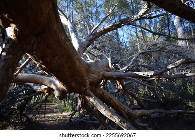 fallen tree in the middle of a forest