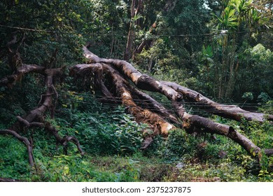 fallen tree in the middle of the forest