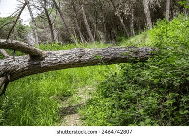 fallen tree in the middle of a forest