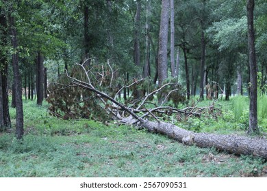A fallen tree in the middle of a forest