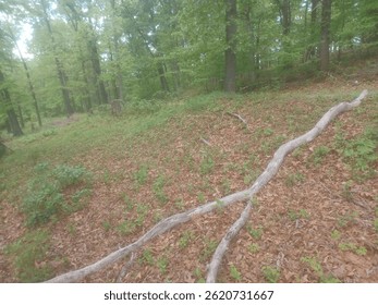 A Fallen Tree in the Middle of the Forest