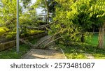 Fallen tree in the middle of the road in the park