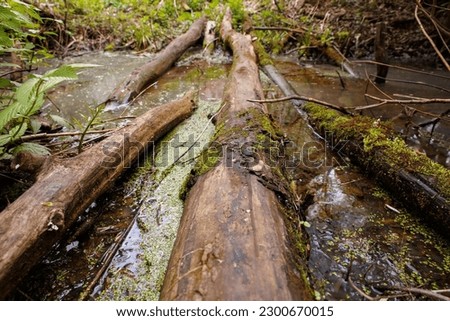 Fallen tree in the middle of a stream in the forest. Bridge over a ditch.
