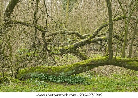 Fallen tree with moss in Bourgoyen nature reserve, Ghent, Flanders, Belgium