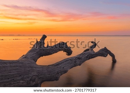 A fallen tree on the beach at the Baltic Sea at sunset