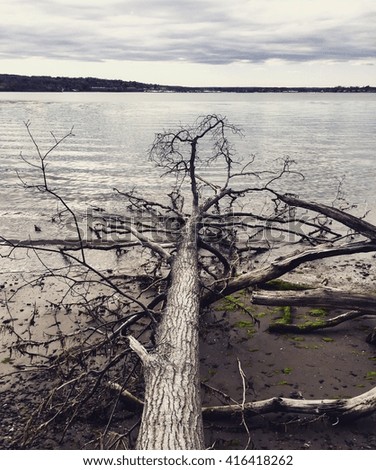 Fallen tree on the beach  of Goddard Memorial State Park