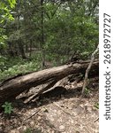 Fallen Tree on Forest Trail