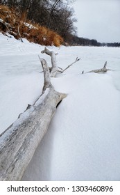 Fallen Tree On The Frozen Assiniboine River