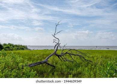 Fallen Tree On Galveston Bay