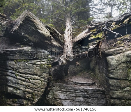 Fallen Tree on a Misty Catskill Mountain Path 