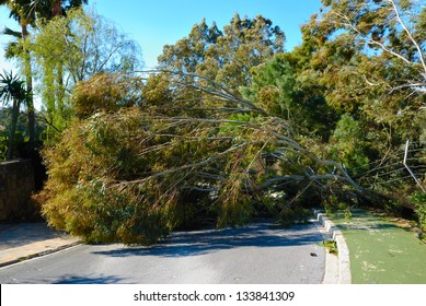 Fallen Tree On The Road Because Of Strong Wind.