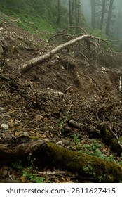 Fallen tree on steep forest slope with moss, roots, and mist showing damaged woodland terrain and natural landslide in Uttarakhand Himalayas