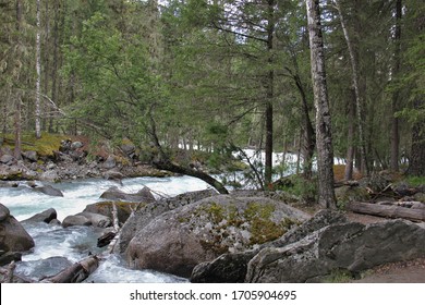 a fallen tree over a clear river flowing through the forest