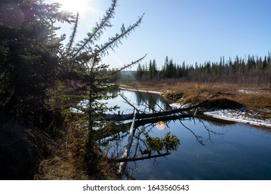 A Fallen Tree Over The Elbow River