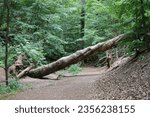 fallen tree over a path in the forest