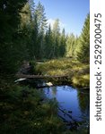 Fallen tree over the small river in Seitseminen National Park, Ikaalinen, Finland