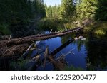 Fallen tree over the small river in Seitseminen National Park, Ikaalinen, Finland