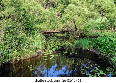 A fallen tree over a small river with young water lilies at sunset on a summer day. Moscow region.