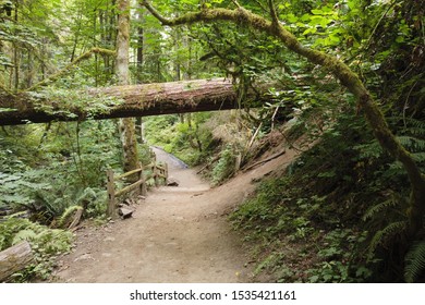 Fallen Tree Over Trail In Forest Park, Portland, Oregon