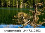 Fallen Tree, Piburger See, Tyrol, Austria