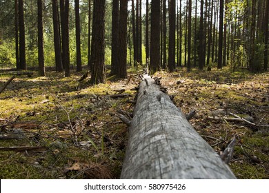 A fallen tree in a pine forest