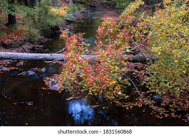 Fallen Tree With Red Leaves Over The Pocantico River In Rockefeller State Park