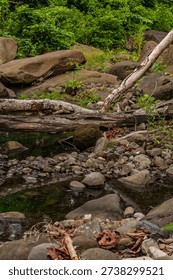Fallen tree resting across a shallow stream illustrates nature’s cycle of growth, decay, and renewal.