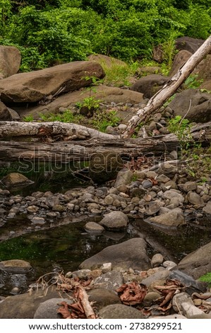 Fallen tree resting across a shallow stream illustrates nature’s cycle of growth, decay, and renewal.