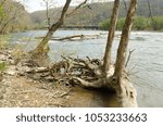 fallen tree in river