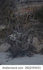 Fallen tree roots and tangled branches on a sandy slope