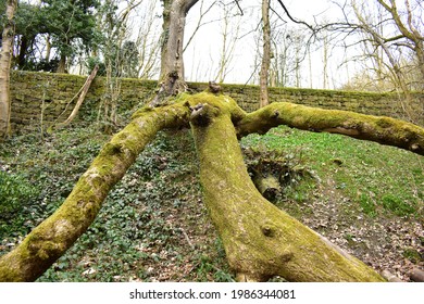 A Fallen Tree In Roundhay Park