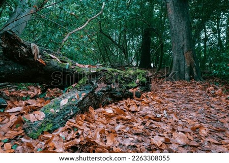 Fallen tree seen blocking a forest path. The forest floor is a deep carpet of dead leaves.