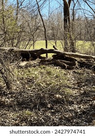 Fallen tree.  Shelby Farms Park.  February 2024